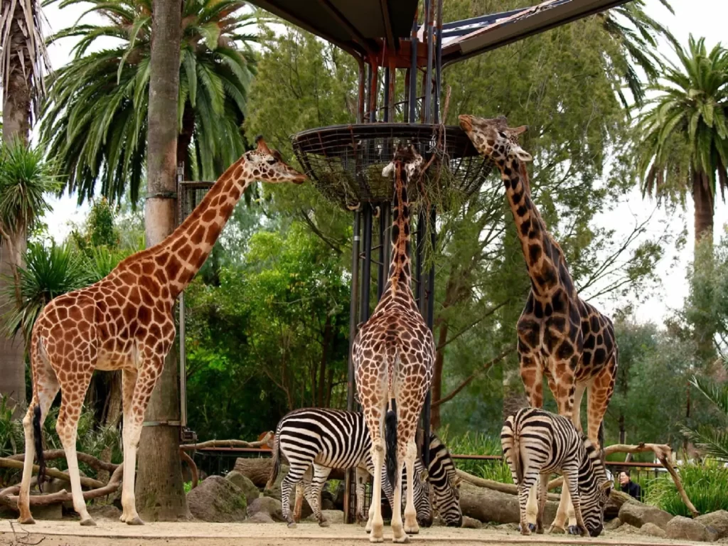 Melbourne Zoo, állatkert Melbourne, Ausztrália