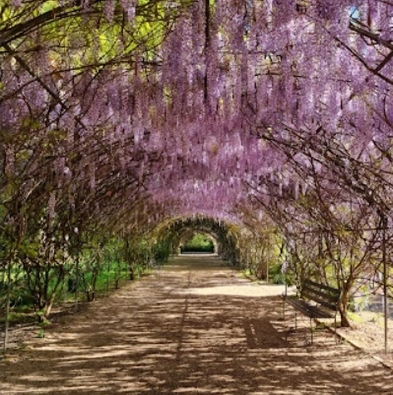 Az Adelaide Botanic Garden avagy botanikus kert valóban lenyűgöző növényvilággal rendelkezik. Minden olyan tulajdonsággal rendelkezik ami a tökéletes relaxációhoz kell.