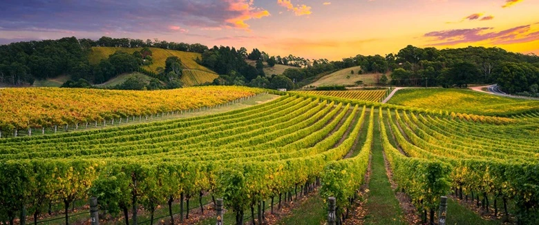 Adelaide környéként a Barossa Valley, egy gyönyörű, szőlőtermesztésre kiváló völgy. Aki kedveli a borturizmust, nagyon érdemes ide ellátogatnia. 