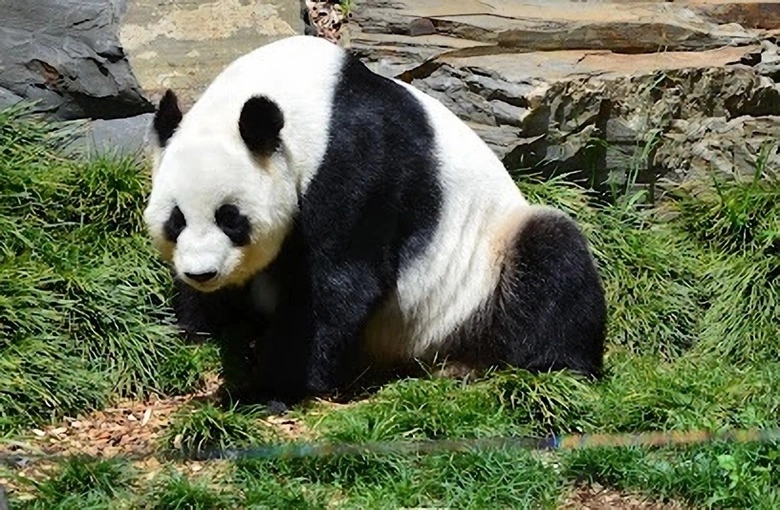 A Torrens folyócska kanyarulatában található állatkert pandamacinak is otthont ad. Adelaide Zoo -t e hagyd ki!